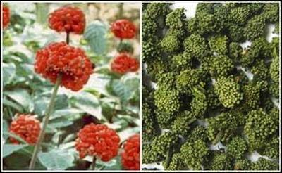 三七花茶
