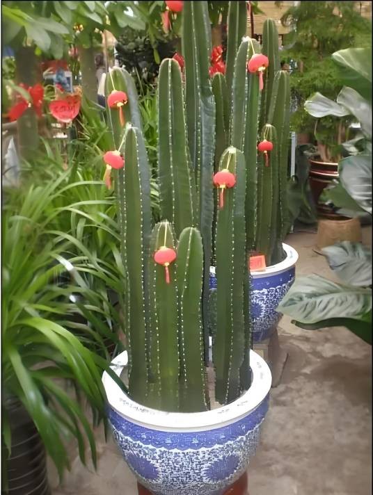 量天尺花(仙人掌科量天尺属植物)