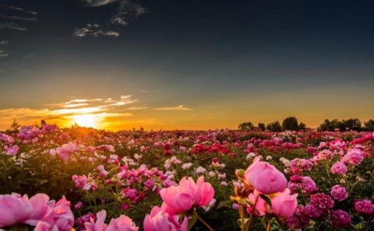 Bulgarian Rose