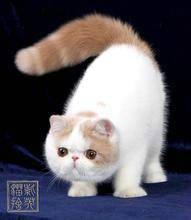 异国短毛猫