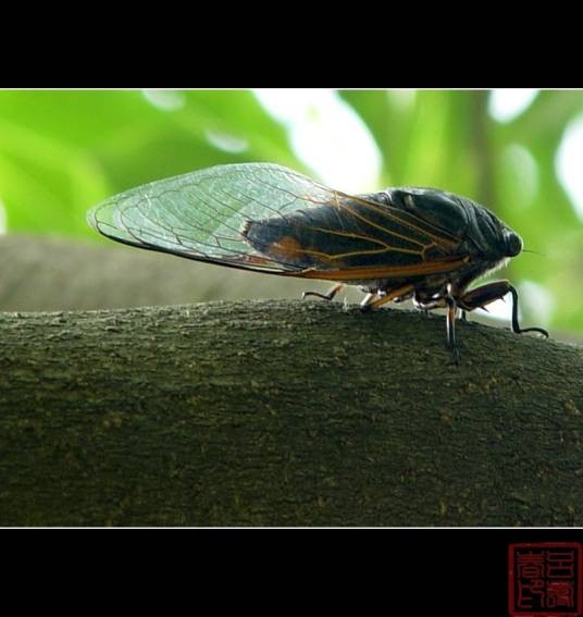 蝉鸣（汉语词语）