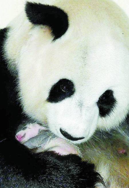 大熊猫林惠