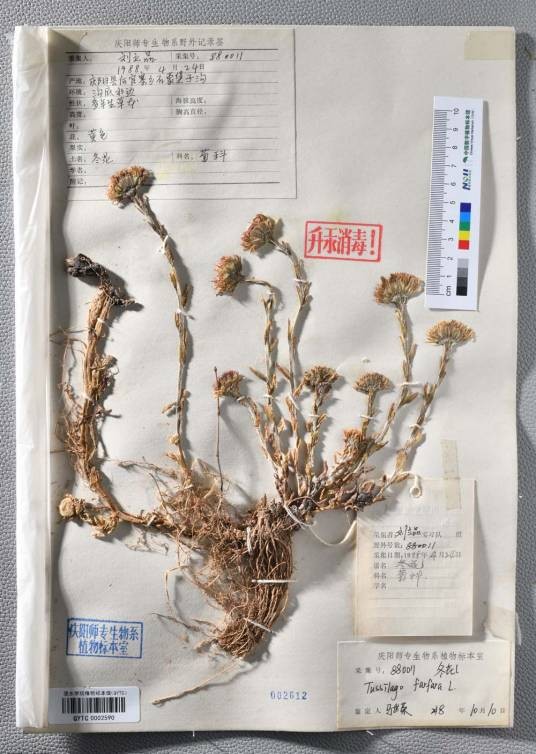 冬花（菊科款冬属植物）