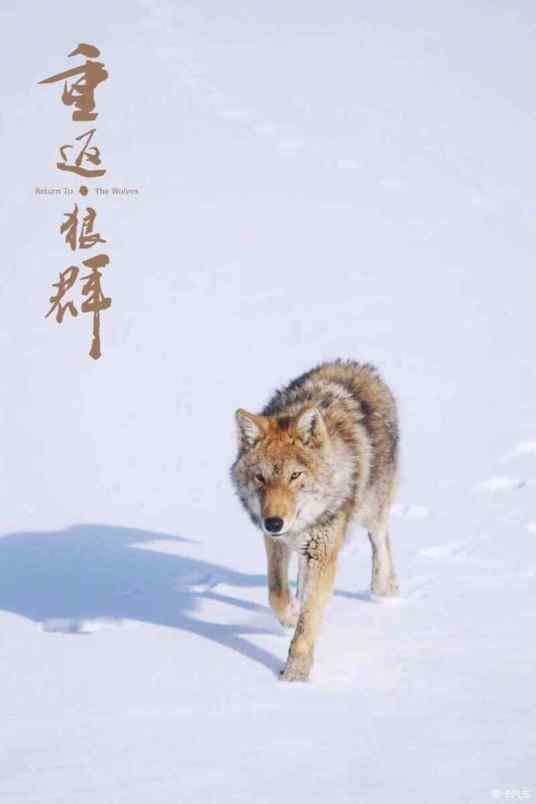 格林（纪实文学《重返狼群》及其衍生作品中狼王）