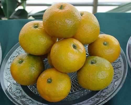 黄岩蜜桔