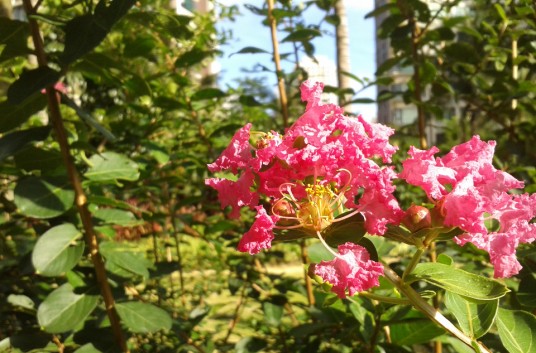 小叶紫薇