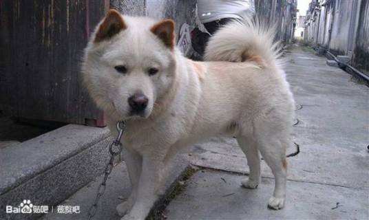 广东潮州犬