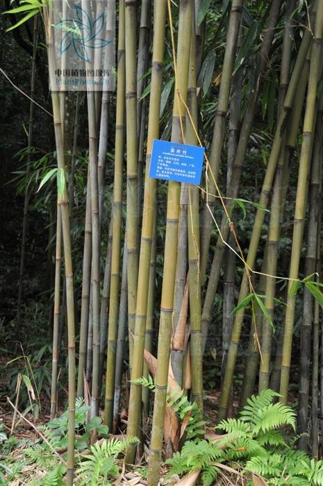 茶竿竹