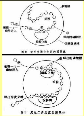 团聚体（生物工程名词）