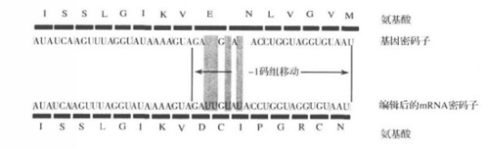 RNA编辑