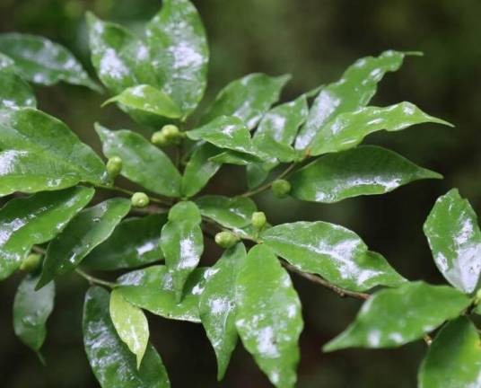 台湾榕(桑科榕属植物)
