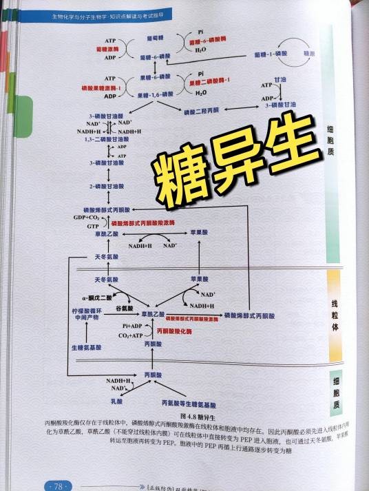 糖异生