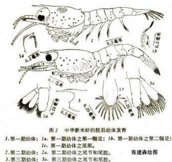 中华新米虾
