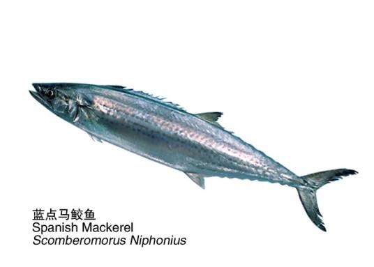 蓝点马鲛