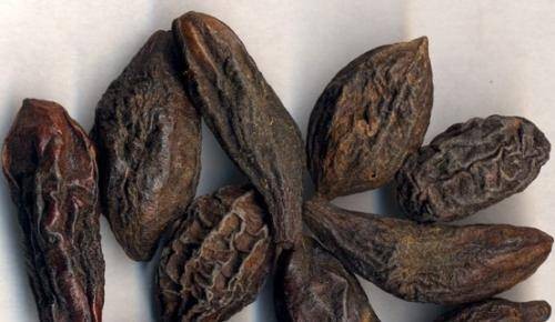 藏青果（中药）