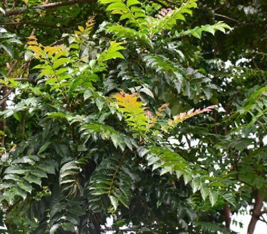 麻楝（楝科麻楝属植物）