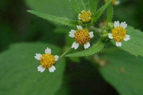 牛膝菊