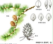 新疆落叶松