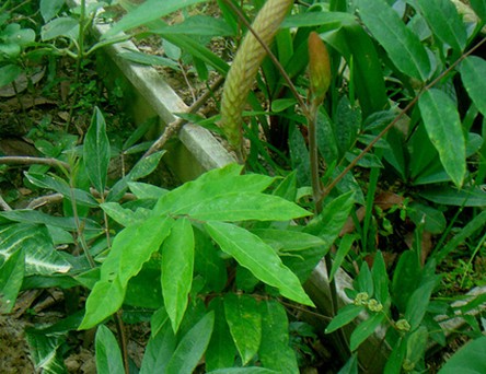猫尾草（豆科狸尾豆属植物）