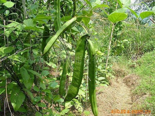 红刀豆