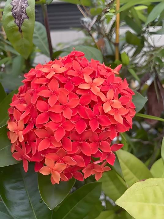 亮叶龙船花