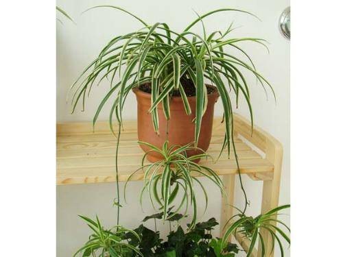 银边吊兰（天门冬科吊兰属植物）