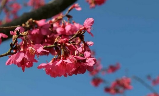 钟花樱