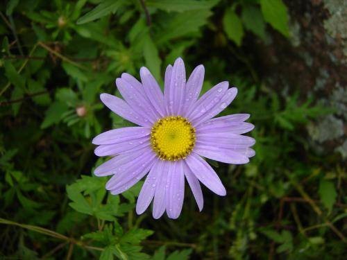 紫菀（菊科紫菀属植物）