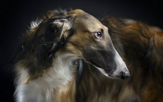 俄罗斯猎狼犬