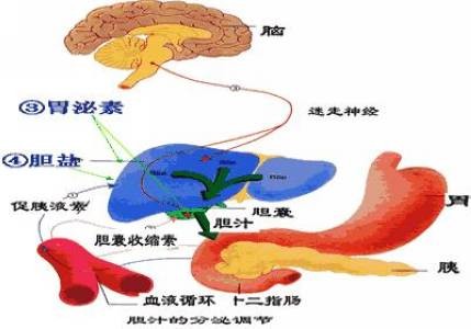 总胆汁酸