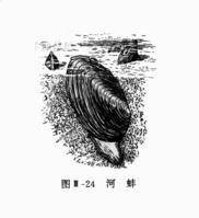 水蚌