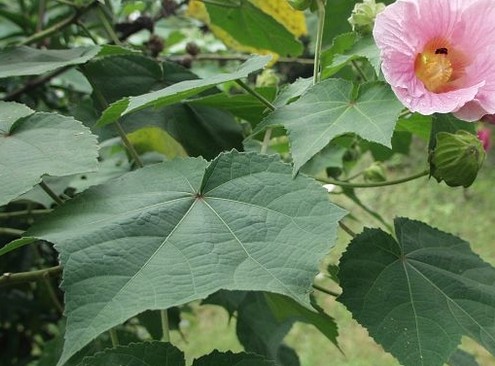 芙蓉叶（中药）
