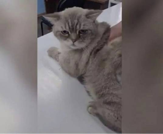 阿尔奇(俄罗斯别尔哥罗德州因救主受伤的猫)
