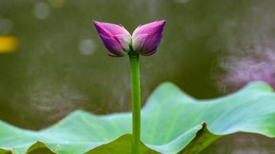 并蒂睡莲