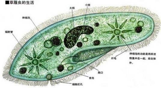 双小核草履虫