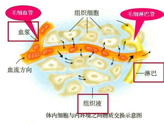 稳态(生物学术语)