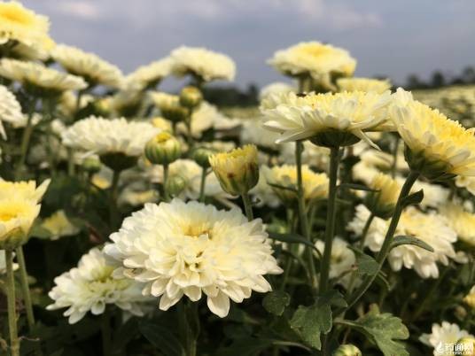 亳菊