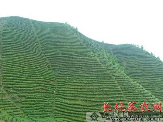 中国茶叶消息网