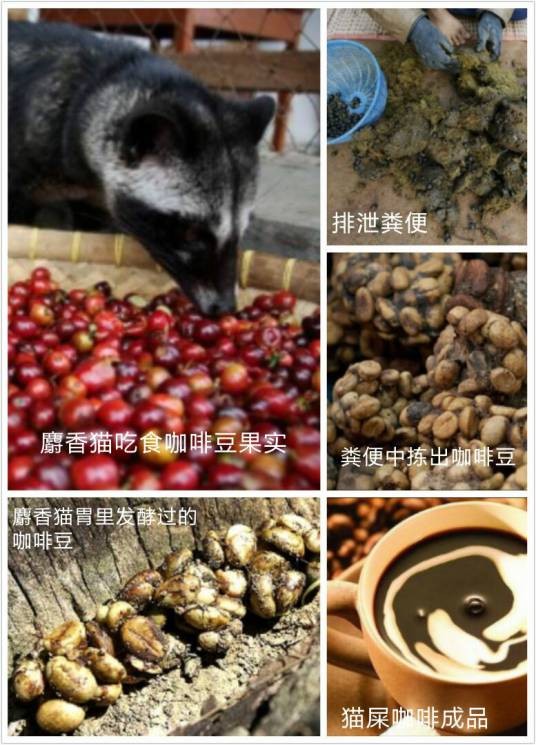 麝香猫咖啡