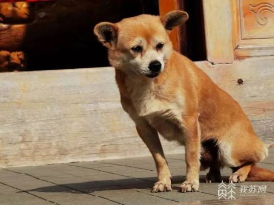 黄主任（江苏省海安中学的网红校犬）