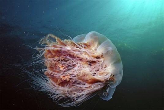 狮鬃水母