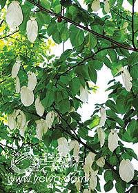 中国鸽子树