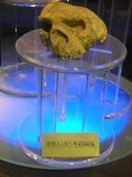 湖北郧县人头骨化石