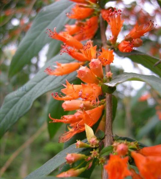 虾子（千屈菜科虾子花属植物）