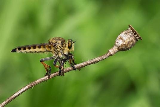 食虫虻