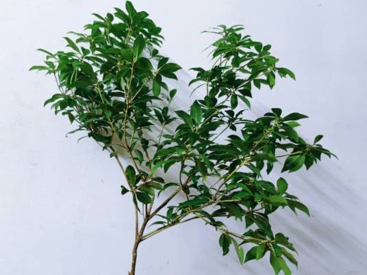 马醉木（杜鹃花科马醉木属植物）