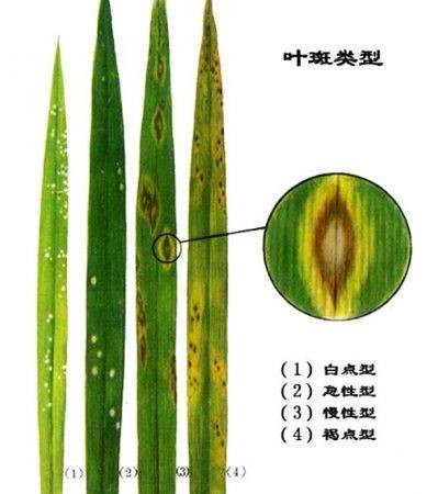 稻瘟病