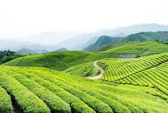 大岚云雾茶