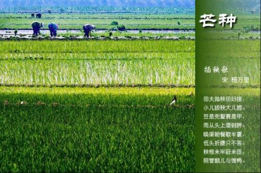 插秧歌（杨万里诗作）