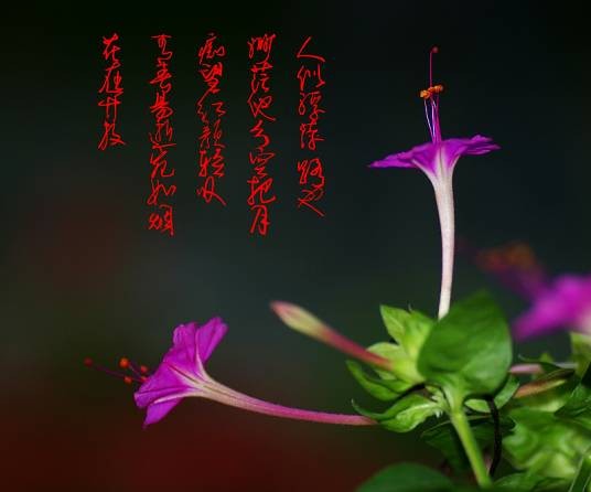 晚饭花（紫茉莉科紫茉莉属植物）